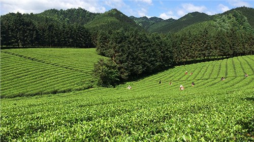 農(nóng)業(yè)部牽頭成立中國(guó)茶產(chǎn)業(yè)聯(lián)盟，公司選為副理事長(zhǎng)單位